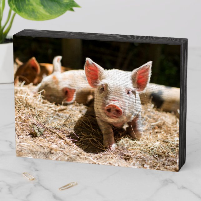 Cutest Baby Animals | Cute Baby Piglet Wooden Box Sign (In Situ Horizontal)