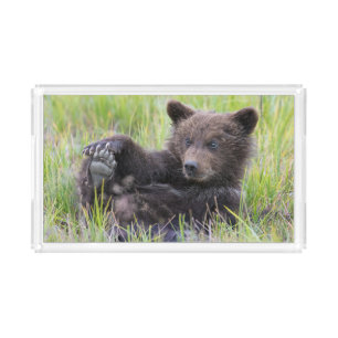 Cutest Baby Animals   Cute Brown Bear Cub Playing Acrylic Tray