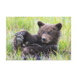 Cutest Baby Animals | Cute Brown Bear Cub Playing Canvas Print