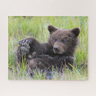 Cutest Baby Animals   Cute Brown Bear Cub Playing Jigsaw Puzzle