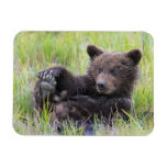 Cutest Baby Animals | Cute Brown Bear Cub Playing Magnet at Zazzle