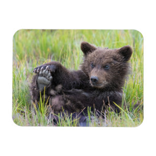 Cutest Baby Animals   Cute Brown Bear Cub Playing Magnet