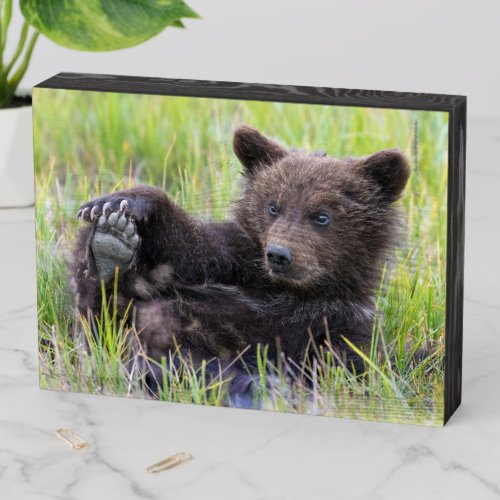 Cutest Baby Animals  Cute Brown Bear Cub Playing Wooden Box Sign