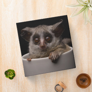 Cutest Baby Animals Cute Bushbaby 3 Ring Binder
