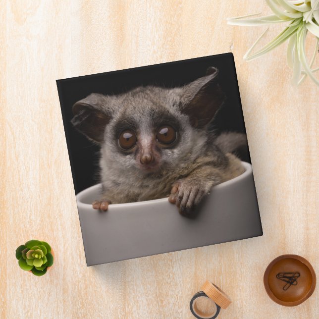 Cutest Baby Animals | Cute Bushbaby 3 Ring Binder (In Situ)