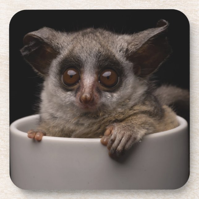Cutest Baby Animals | Cute Bushbaby Beverage Coaster (Front)