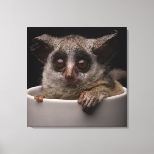 Cutest Baby Animals  Cute Bushbaby Canvas Print