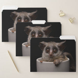 Cutest Baby Animals Cute Bushbaby File Folder