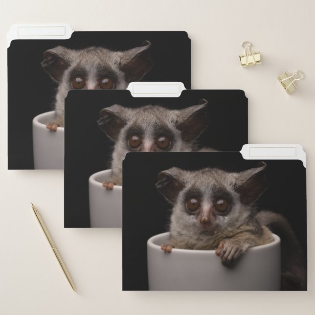 Cutest Baby Animals | Cute Bushbaby File Folder (Set)