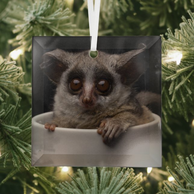 Cutest Baby Animals | Cute Bushbaby Glass Ornament (Insitu)