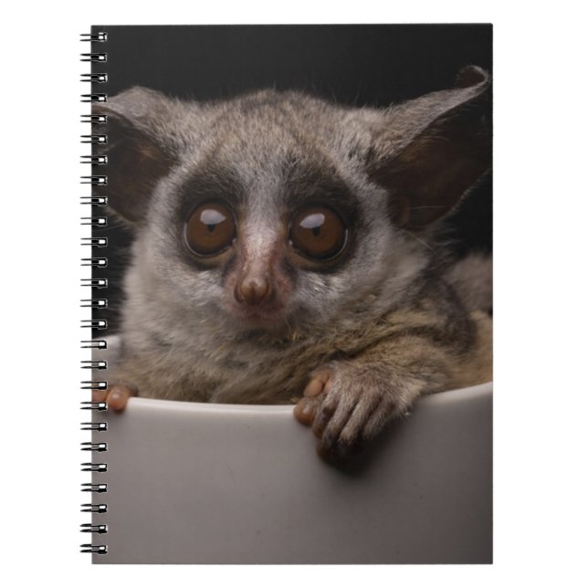 Cutest Baby Animals | Cute Bushbaby Notebook (Front)