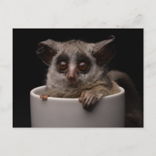Cutest Baby Animals Cute Bushbaby Postcard