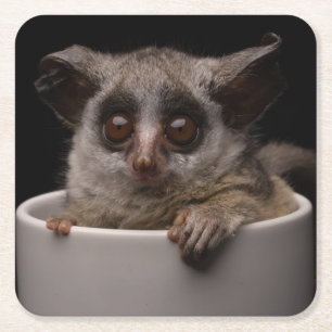 Cutest Baby Animals Cute Bushbaby Square Paper Coaster