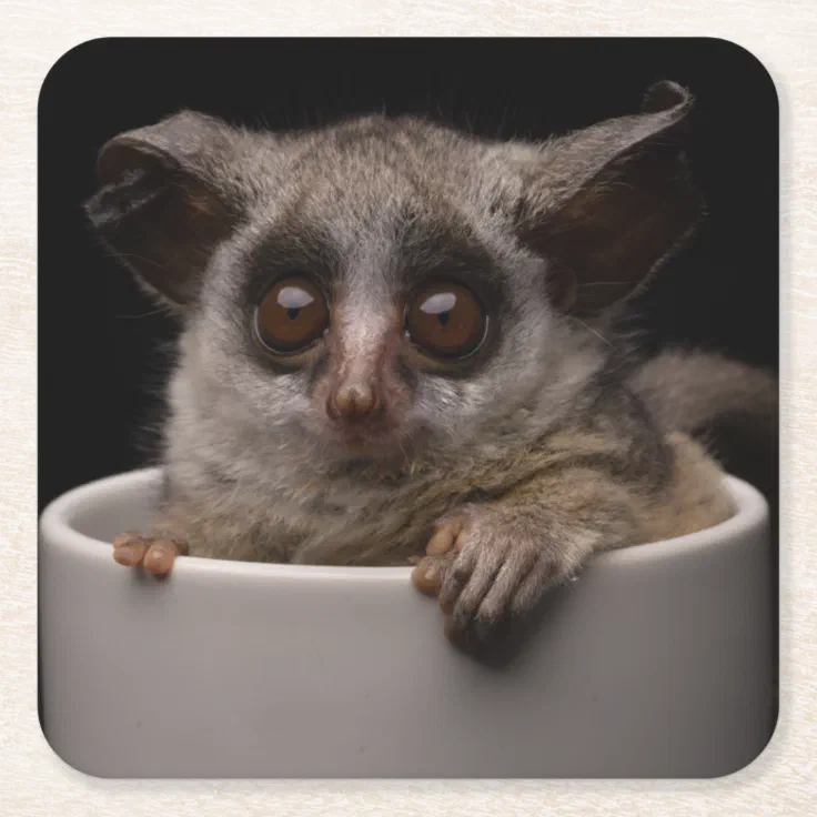 Cutest Baby Animals | Cute Bushbaby Square Paper Coaster | Zazzle