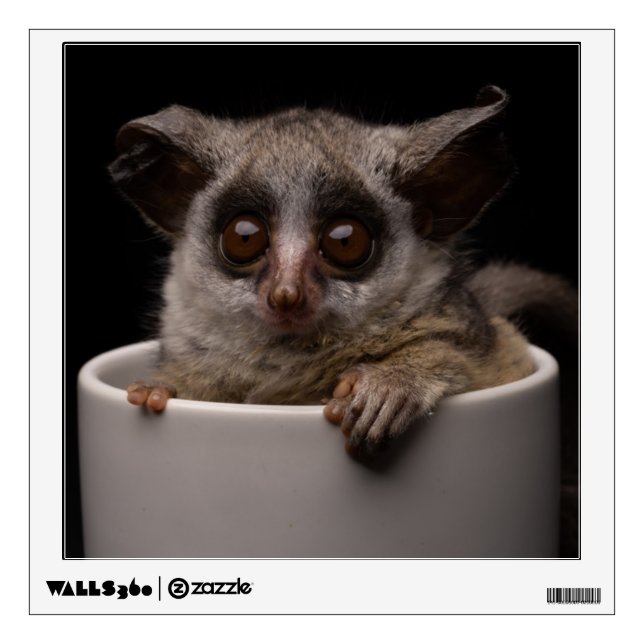 Cutest Baby Animals | Cute Bushbaby Wall Decal (Front)