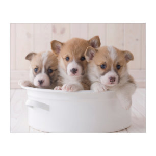 Cutest Baby Animals   Cute Corgi Puppies in a Pot Acrylic Print