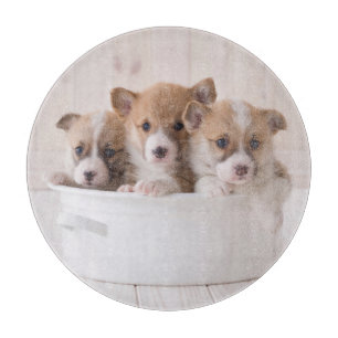Cutest Baby Animals Cute Corgi Puppies in a Pot Cutting Board