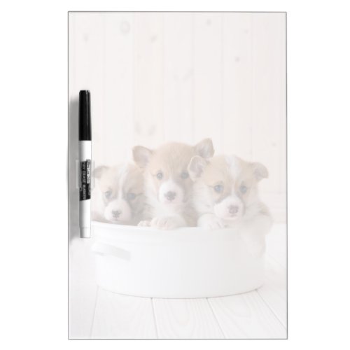 Cutest Baby Animals  Cute Corgi Puppies in a Pot Dry Erase Board