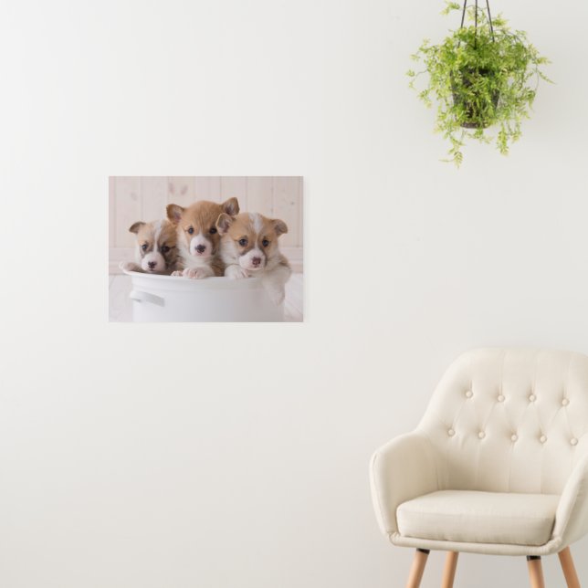 Cutest Baby Animals | Cute Corgi Puppies in a Pot Foam Board (In Situ (Wall))