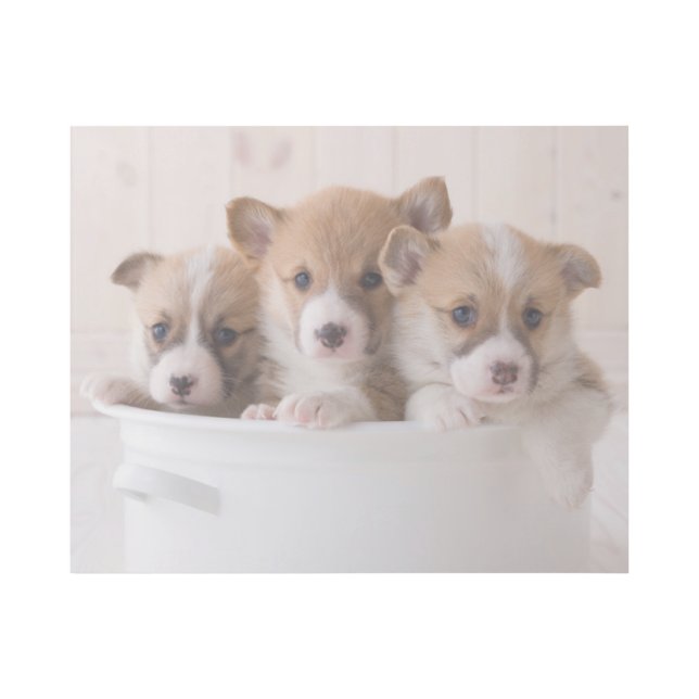 Cutest Baby Animals | Cute Corgi Puppies in a Pot Gallery Wrap (Front)