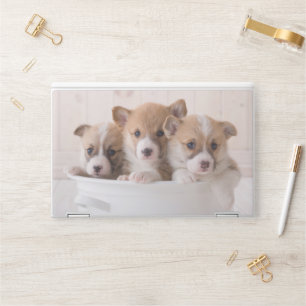 Cutest Baby Animals Cute Corgi Puppies in a Pot HP Laptop Skin