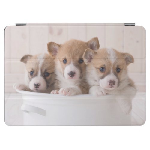 Cutest Baby Animals  Cute Corgi Puppies in a Pot iPad Air Cover