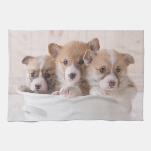 Cutest Baby Animals  Cute Corgi Puppies in a Pot Kitchen Towel