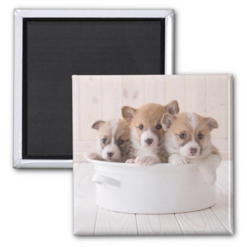 Cutest Baby Animals  Cute Corgi Puppies in a Pot Magnet