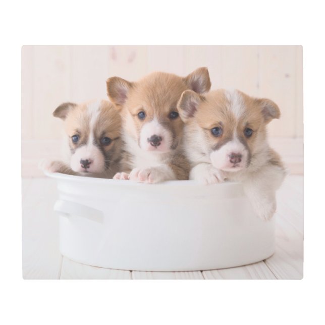 Cutest Baby Animals | Cute Corgi Puppies in a Pot Metal Print (Front)