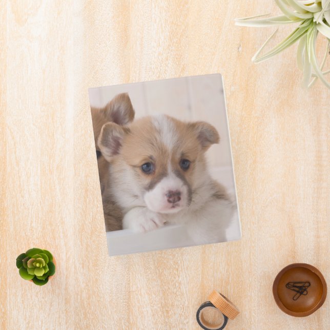 Cutest Baby Animals | Cute Corgi Puppies in a Pot Mini Binder (InSitu)