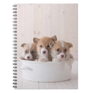 Cutest Baby Animals Cute Corgi Puppies in a Pot Notebook