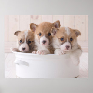 Cutest Baby Animals   Cute Corgi Puppies in a Pot Poster