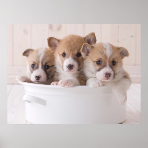 Cutest Baby Animals  Cute Corgi Puppies in a Pot Poster
