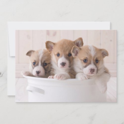 Cutest Baby Animals  Cute Corgi Puppies in a Pot Thank You Card
