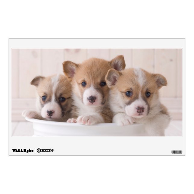 Cutest Baby Animals | Cute Corgi Puppies in a Pot Wall Decal (Front)