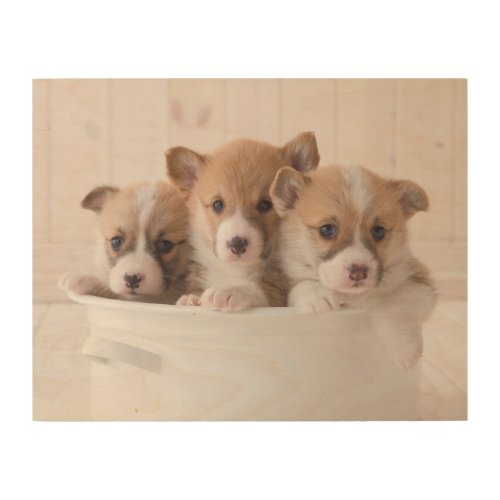 Cutest Baby Animals  Cute Corgi Puppies in a Pot Wood Wall Art