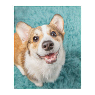 Cutest Baby Animals Cute Corgi Puppy Smile Acrylic Print