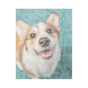 Cutest Baby Animals Cute Corgi Puppy Smile Gallery Wrap