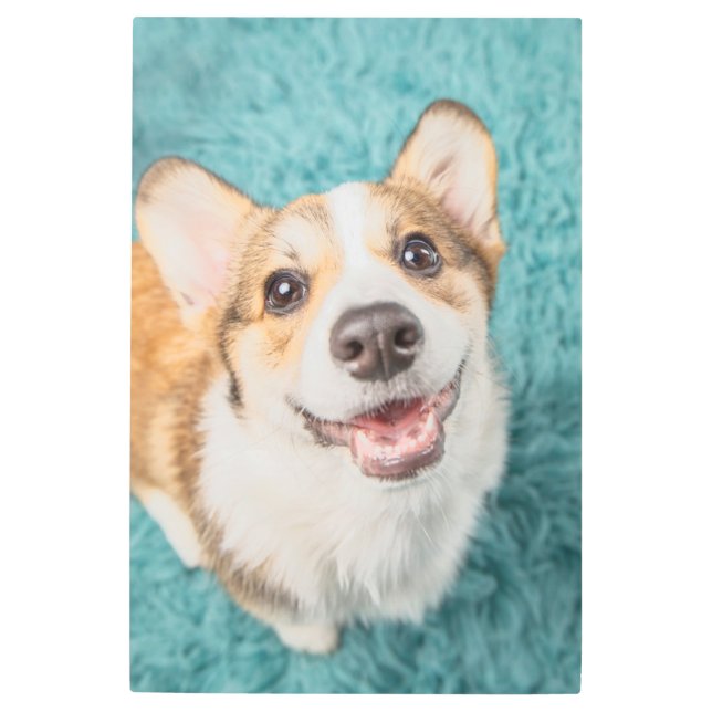 Cutest Baby Animals | Cute Corgi Puppy Smile Metal Print (Front)