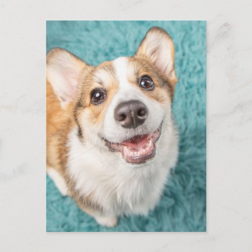 Cutest Baby Animals  Cute Corgi Puppy Smile Postcard