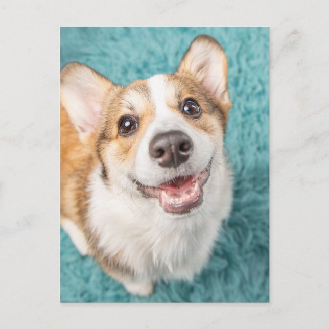 Cutest Baby Animals | Cute Corgi Puppy Smile Postcard (Front)