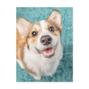 Cutest Baby Animals | Cute Corgi Puppy Smile Postcard