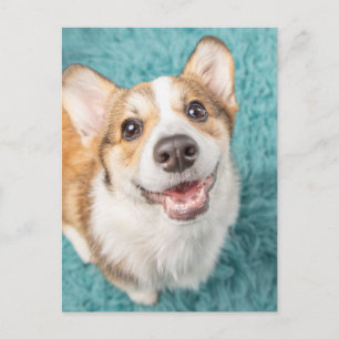 Cutest Baby Animals Cute Corgi Puppy Smile Postcard