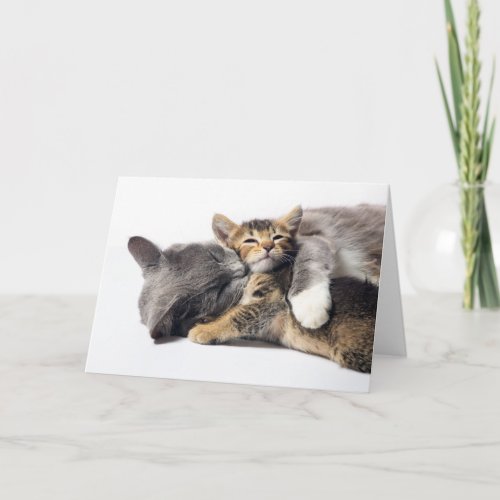 Cutest Baby Animals  Cute Kitten Hug Card