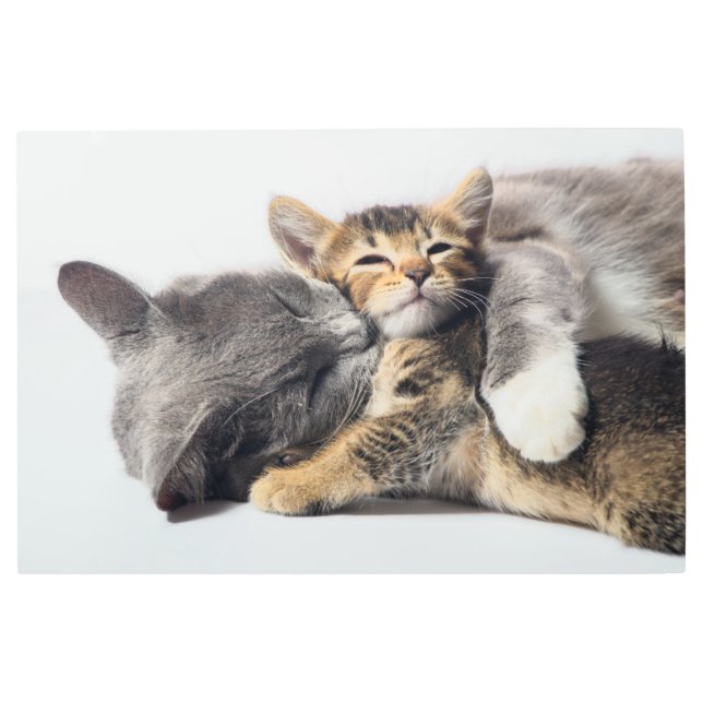 Cutest Baby Animals | Cute Kitten Hug Metal Print (Front)