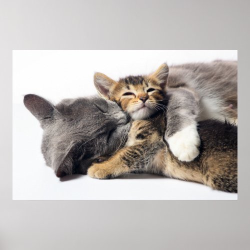 Cutest Baby Animals  Cute Kitten Hug Poster