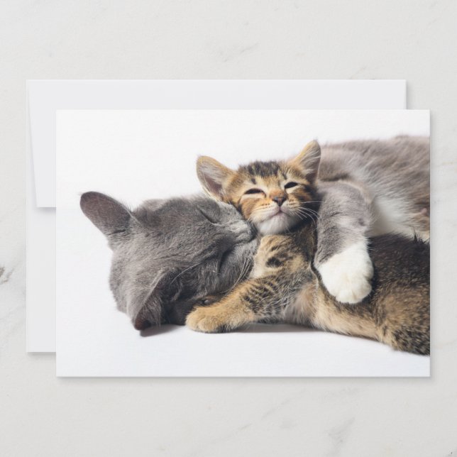 Cutest Baby Animals | Cute Kitten Hug Thank You Card (Front)