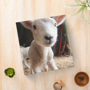 Cutest Baby Animals Cute Lamb in a Farm 3 Ring Binder