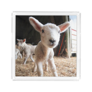 Cutest Baby Animals   Cute Lamb in a Farm Acrylic Tray