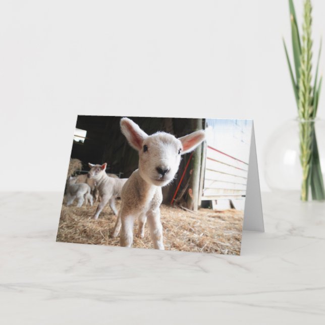 Cutest Baby Animals | Cute Lamb in a Farm Card (Front)